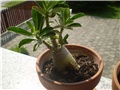 adenium